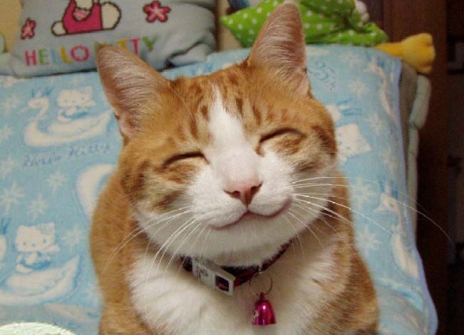 CATCAT