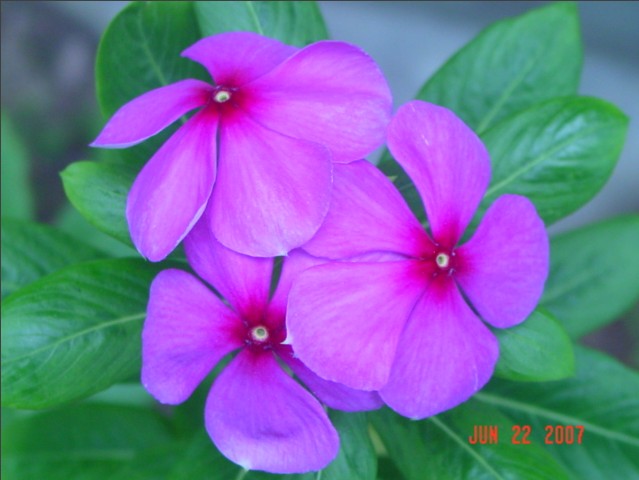 2007062202flower
