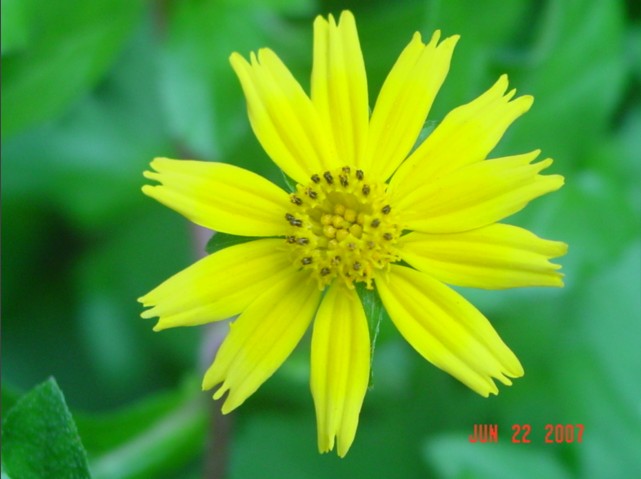 2007062203flower