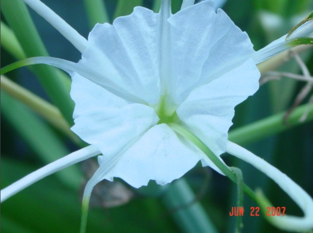 2007062204flower