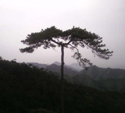 景钟山上一棵松